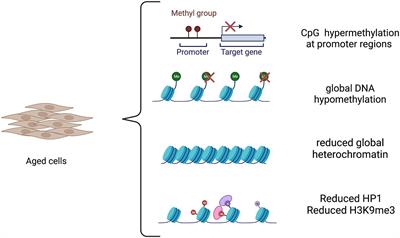 Induced pluripotent stem cell-derived and directly reprogrammed neurons to study neurodegenerative diseases: The impact of aging signatures
